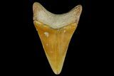 Fossil Megalodon Tooth - Bone Valley, Florida #145113-1